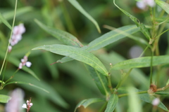 Persicaria