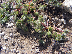 Oxalis adenophylla