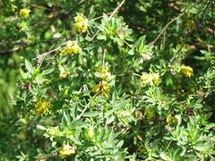 Lasiosiphon macropetalus