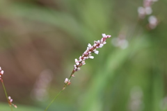 Persicaria