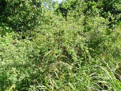 Lasiosiphon macropetalus