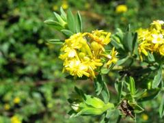 Lasiosiphon macropetalus