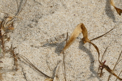 Sphingonotus imitans