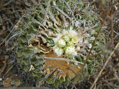Echinofossulocactus phyllacanthus