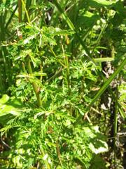 Phyllanthus myrtaceus