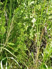 Phyllanthus myrtaceus