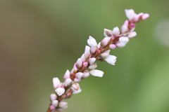 Persicaria
