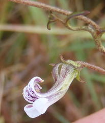 Cyphia sylvatica sylvatica