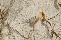 Sphingonotus imitans