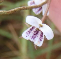 Cyphia sylvatica sylvatica