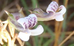 Cyphia sylvatica sylvatica