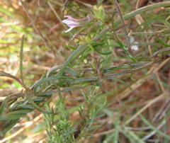 Cyphia sylvatica sylvatica