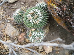 Mammillaria compressa