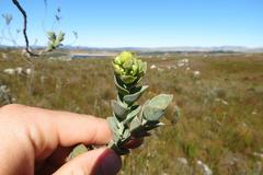 Thesium euphorbioides