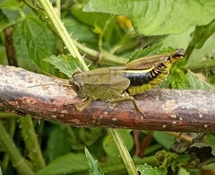 Peripolus