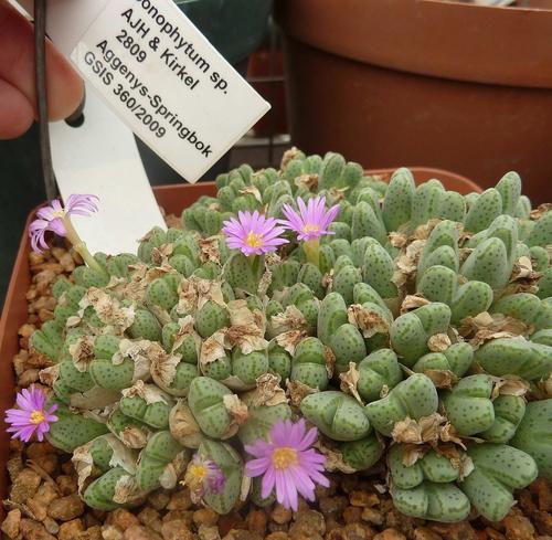 Conophytum marginatum