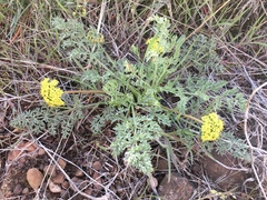 Lomatium plummerae