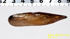 Lanceolaria acrorrhyncha