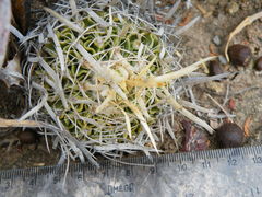 Echinofossulocactus phyllacanthus