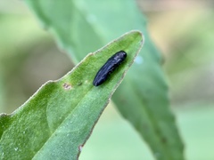 Paragrilus rugatulus