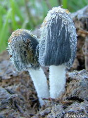 Coprinopsis radiata