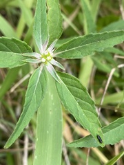 Paragrilus rugatulus