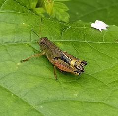 Peripolus