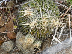 Echinofossulocactus phyllacanthus