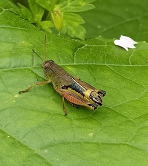 Peripolus