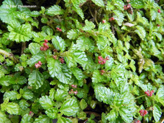 Pilea elliptica