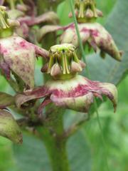 Pachycarpus asperifolius
