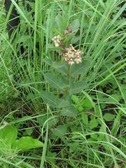 Pachycarpus asperifolius