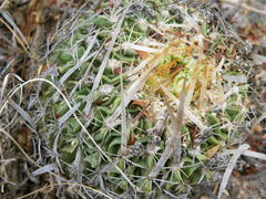 Echinofossulocactus phyllacanthus