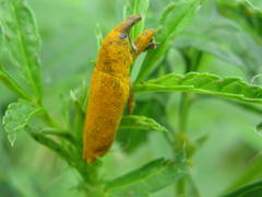 Gasteroclisus