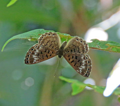 Adelotypa leucophaea