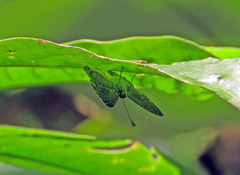 Adelotypa leucophaea