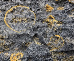 Variospora thallincola