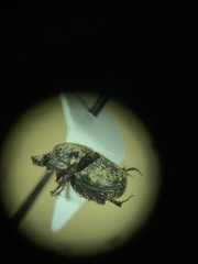 Onthophagus hecate