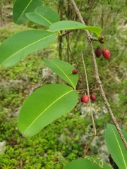 Erythroxylum areolatum