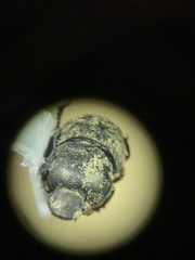 Onthophagus hecate
