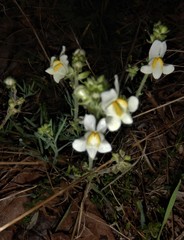 Linaria supina maritima