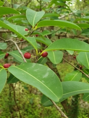 Erythroxylum areolatum