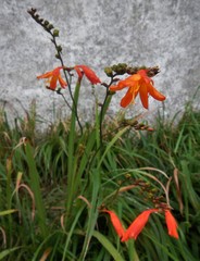 Crocosmia × crocosmiiflora