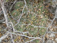 Mammillaria compressa