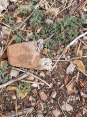 Lomatium nevadense parishii