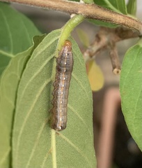 Spodoptera cosmioides