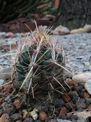 Thelocactus