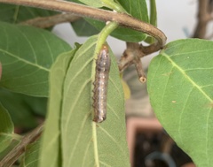Spodoptera cosmioides