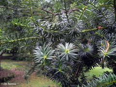 Podocarpus nubigenus