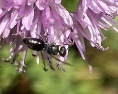 Hylaeus